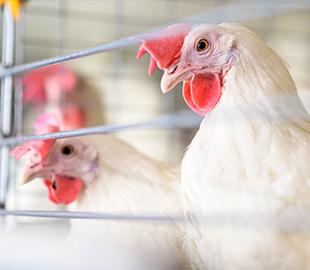 Galinha branca em primeiro plano com crista vermelha, e outra galinha ao fundo em um ambiente de criação, simbolizando o tema da gripe aviária.